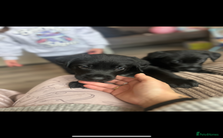 Mixed Breed dogs Labernese puppies. 5 boys available.  - Advert 2