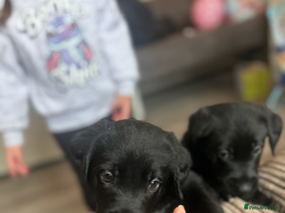 Mixed Breed dogs Labernese puppies. 5 boys available. - Advert 11
