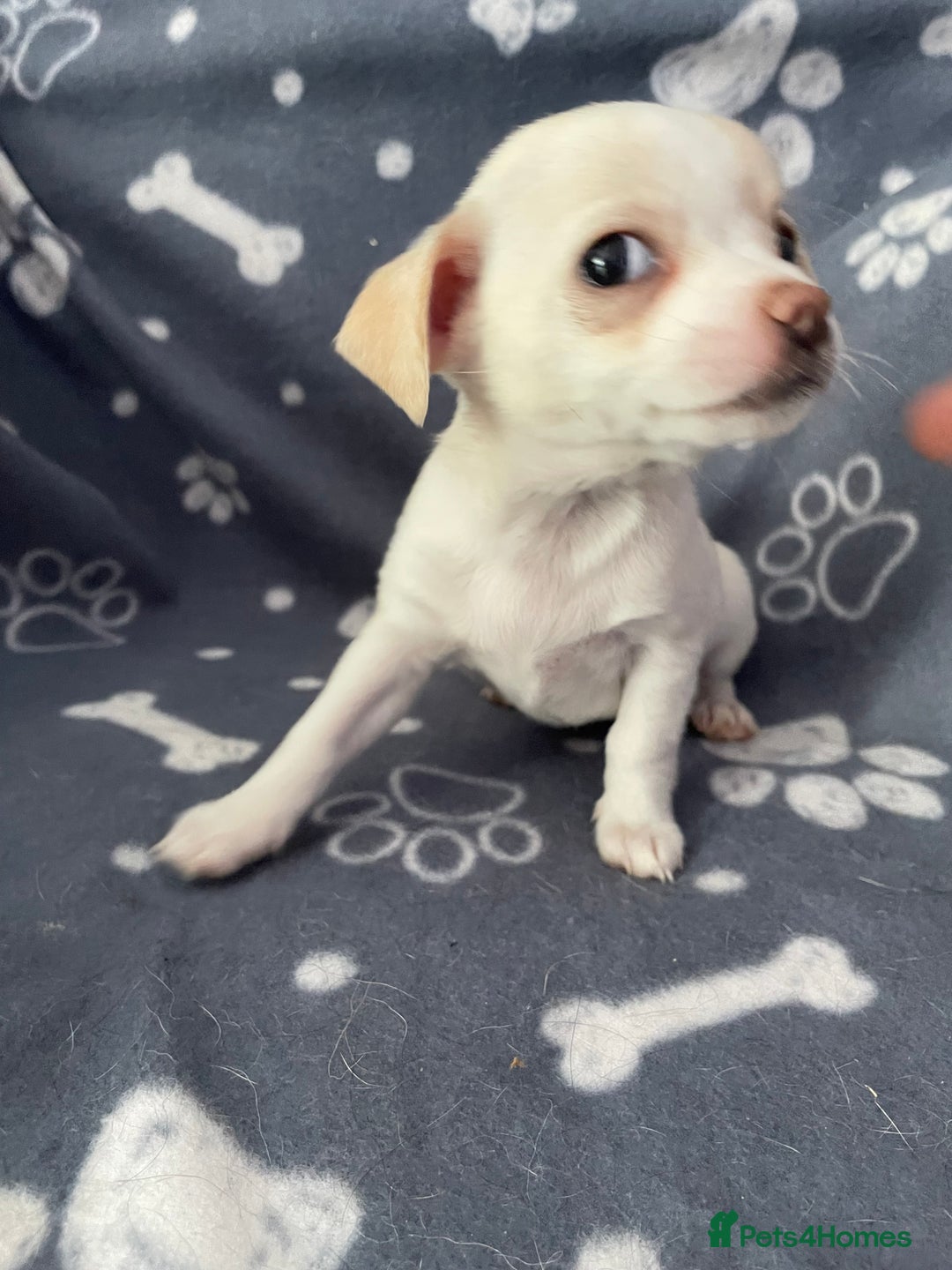 Chihuahua dogs for sale: Chihuahua Puppy 3 - 2 boy, 1 girl  chihuahua  - Image 20