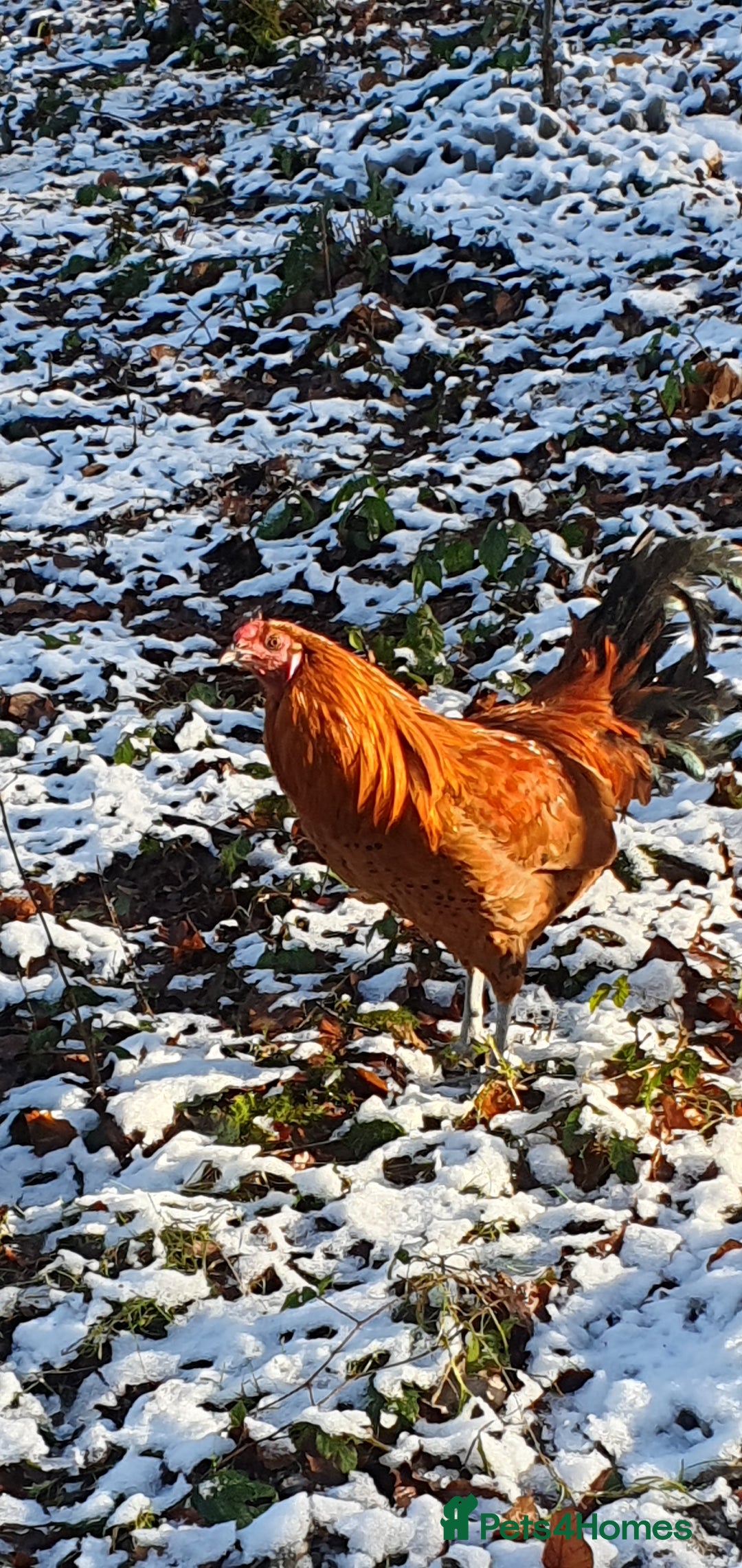 Chickens poultry for sale: Farm yard mix of laying hens and point of lay - Image 2