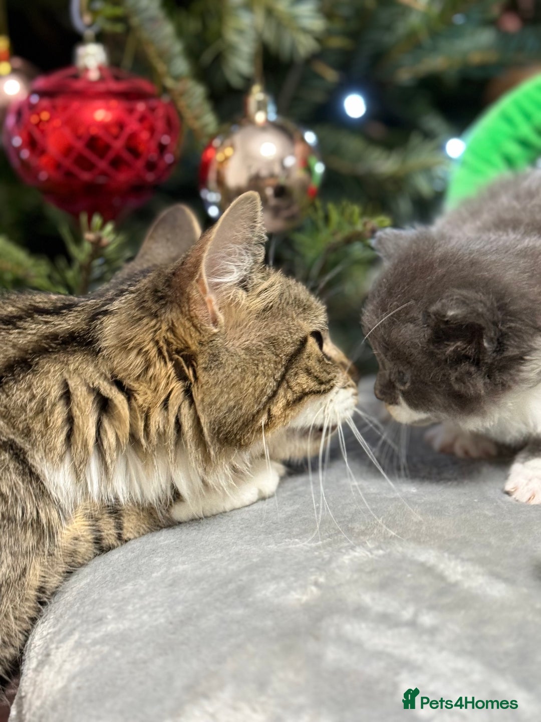 Maine Coon cats for sale: 5 adorable maine coon kittens - Advert 7