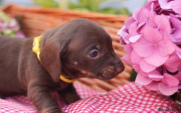 Dachshund dogs for sale: KC Miniature dachshunds puppies  - Image 10