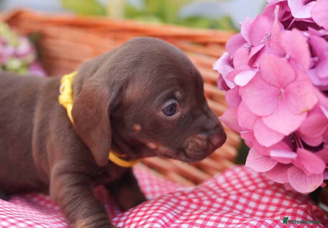 Dachshund dogs for sale: KC Miniature dachshunds puppies  - Image 10