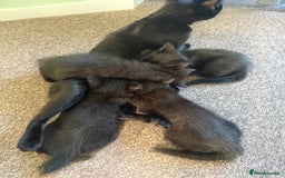 British Shorthair cats for sale: Black Kittens - Image 8