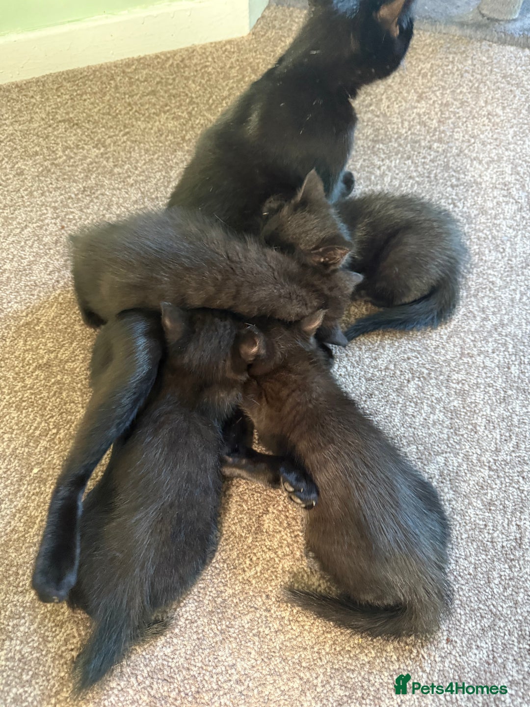 British Shorthair cats for sale: Black Kittens - Image 8