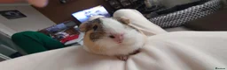 Guinea Pig rodents for sale: Lovely Guinea's  in Great Yarmouth - Advert 11