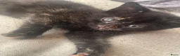 Mixed Breed cats for sale: Kittens in Walsall - Advert 6