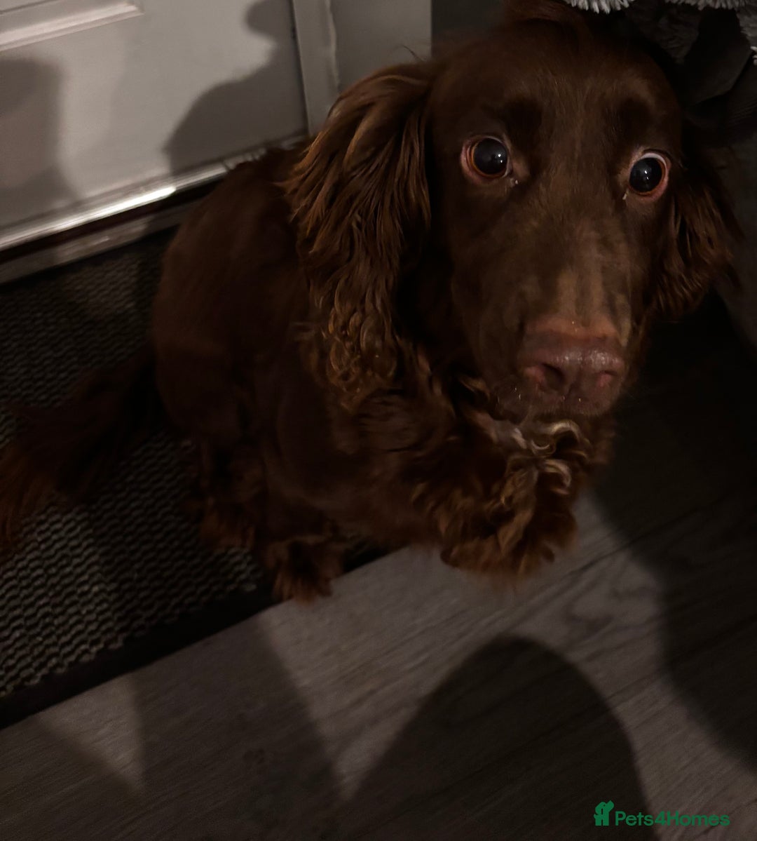 Cocker Spaniel dogs for sale: 8 beautiful cocker Spaniel puppies  - Advert 1