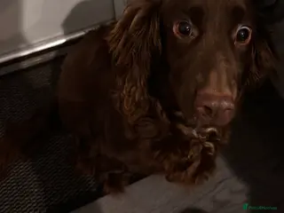 Cocker Spaniel dogs 1 BOY REMAINING!!! - Advert 7