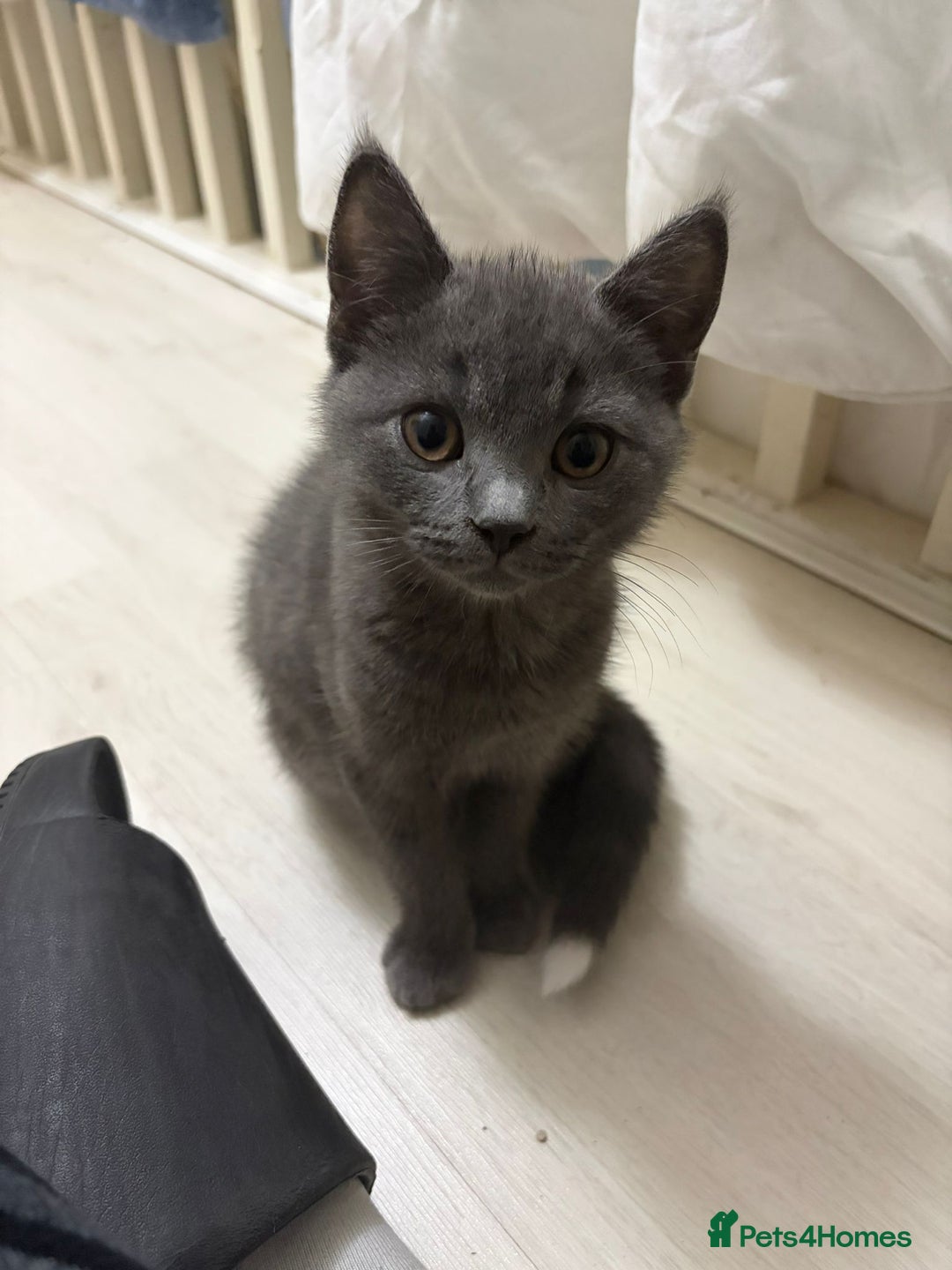 British Shorthair cats for sale: Half Breed British Short Hair Kittens  - Image 4