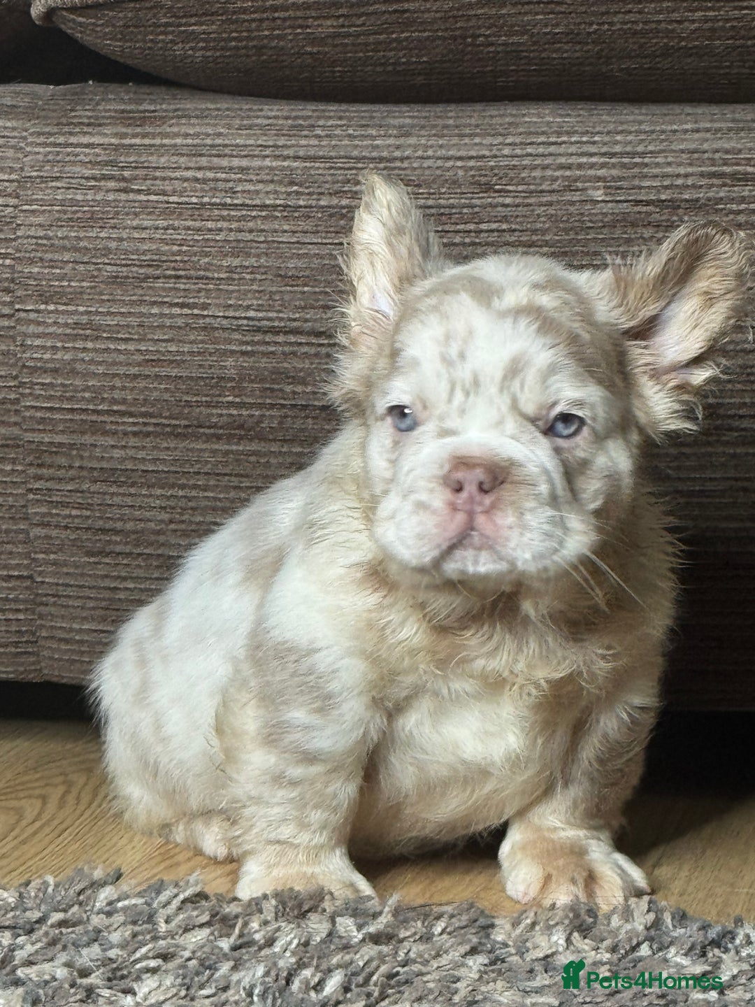 French Bulldog dogs for sale: Unique French bulldog pups - Advert 3