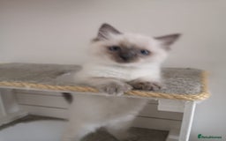 Ragdoll cats for sale: Wilbert (ragdoll)  - Image 3