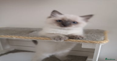 Ragdoll cats - Advert 1