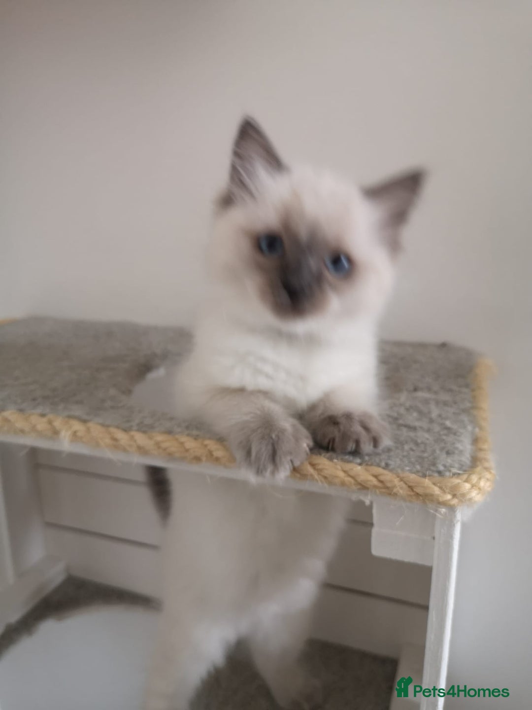 Ragdoll cats for sale: Wilbert (ragdoll)  - Image 3