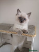 Ragdoll cats - Advert 11