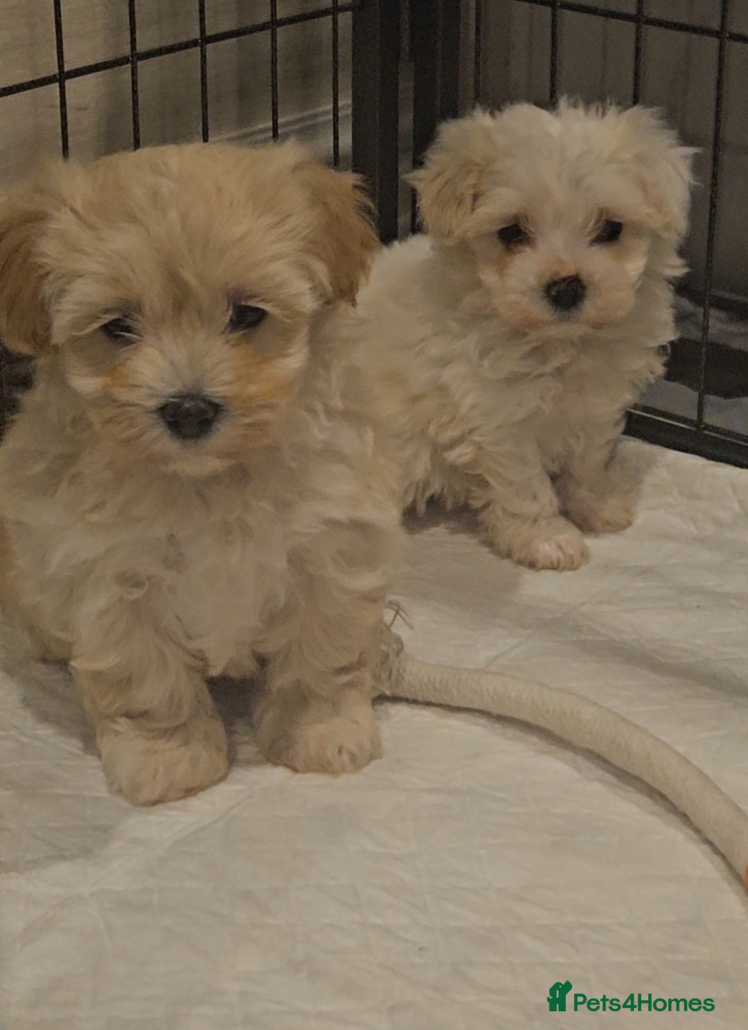 Maltipoo dogs for sale: F1 Maltipoo puppies - Advert 2