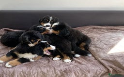 Bernese Mountain Dog dogs for sale: Bernese Mountain Dog Puppies - Image 5