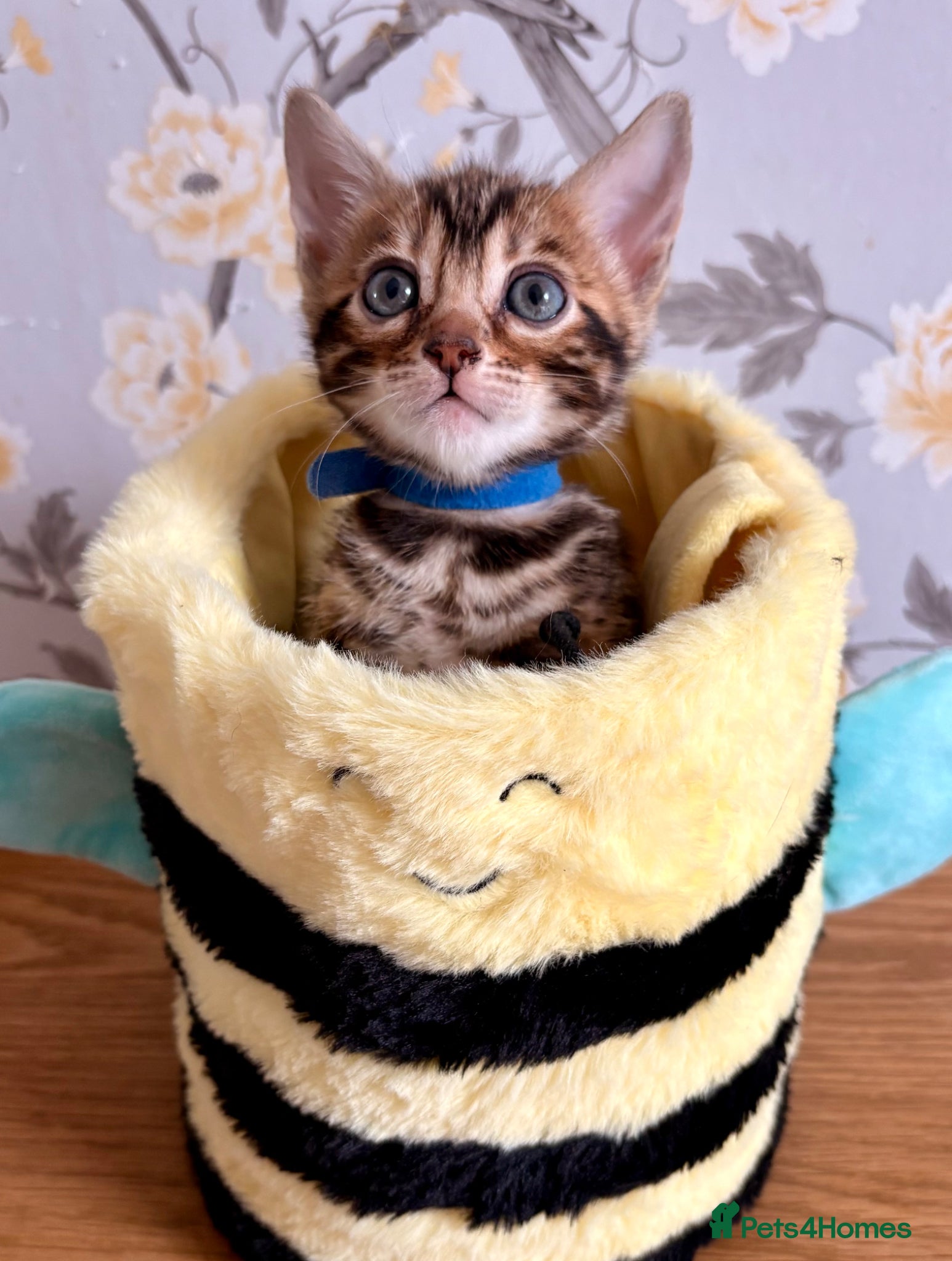 Bengal cats Amazing Bengal kittens  - Advert 2