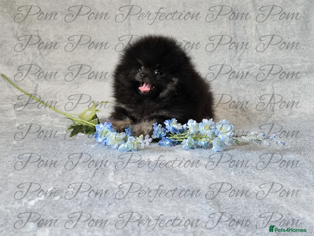 Pomeranian dogs for sale: Teddy Bear Pomeranian Puppies  - Advert 8