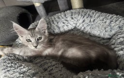 Maine Coon cats for sale: Full pedigree Maine Coon boys - Image 4