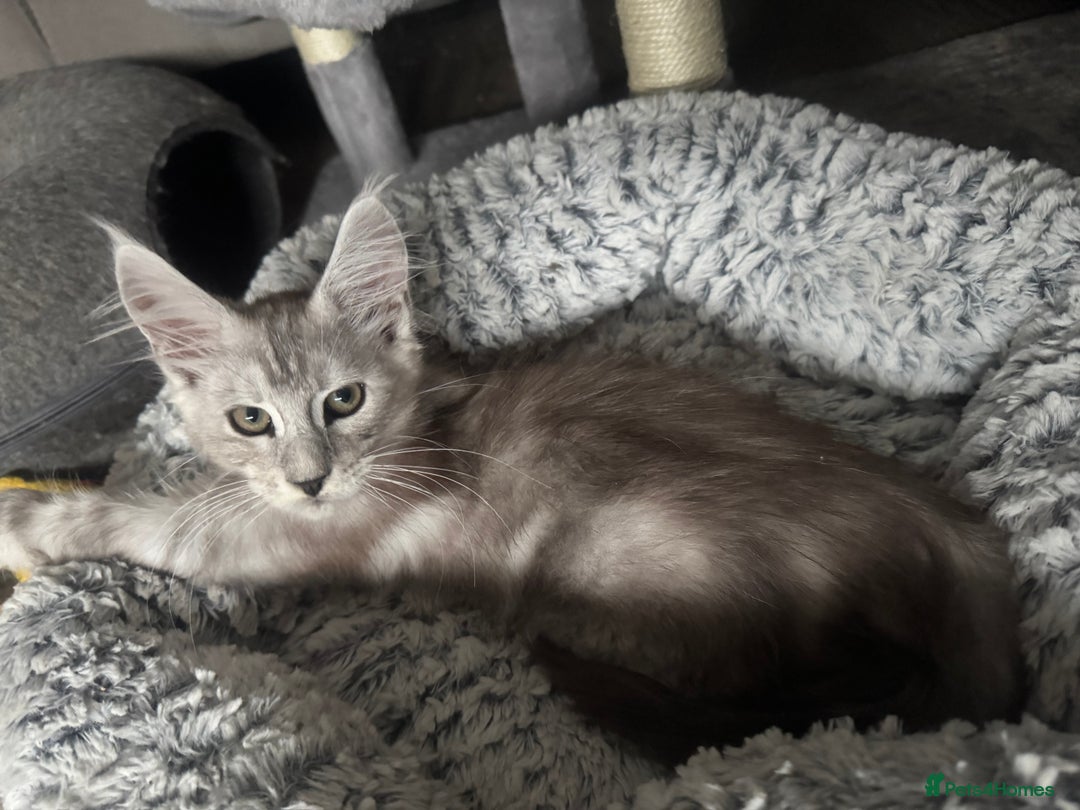 Maine Coon cats for sale: Full pedigree Maine Coon boys - Image 4