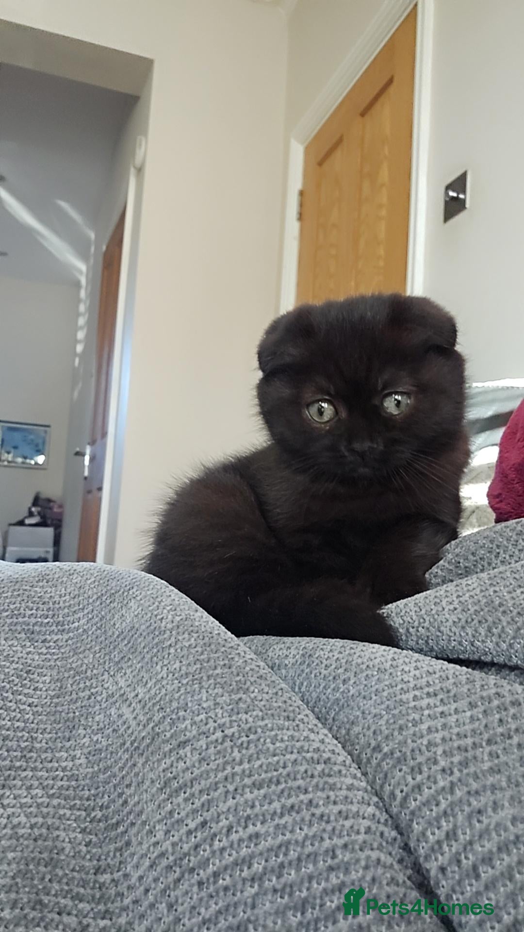 Scottish Fold cats Beautiful Scottish fold/straight kittens  - Advert 2