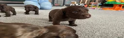 Sprocker dogs for sale: Sprocket Puppys  - Advert 6