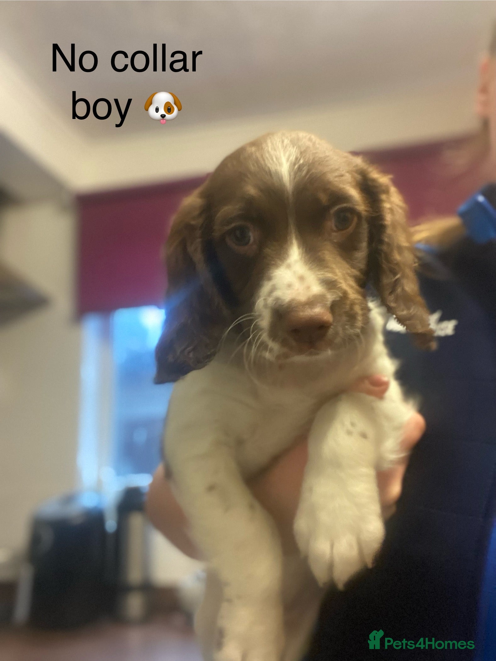 English Springer Spaniel dogs Springer spaniel puppies *READY* - Advert 4