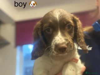 English Springer Spaniel dogs Springer spaniel puppies *READY* - Advert 1