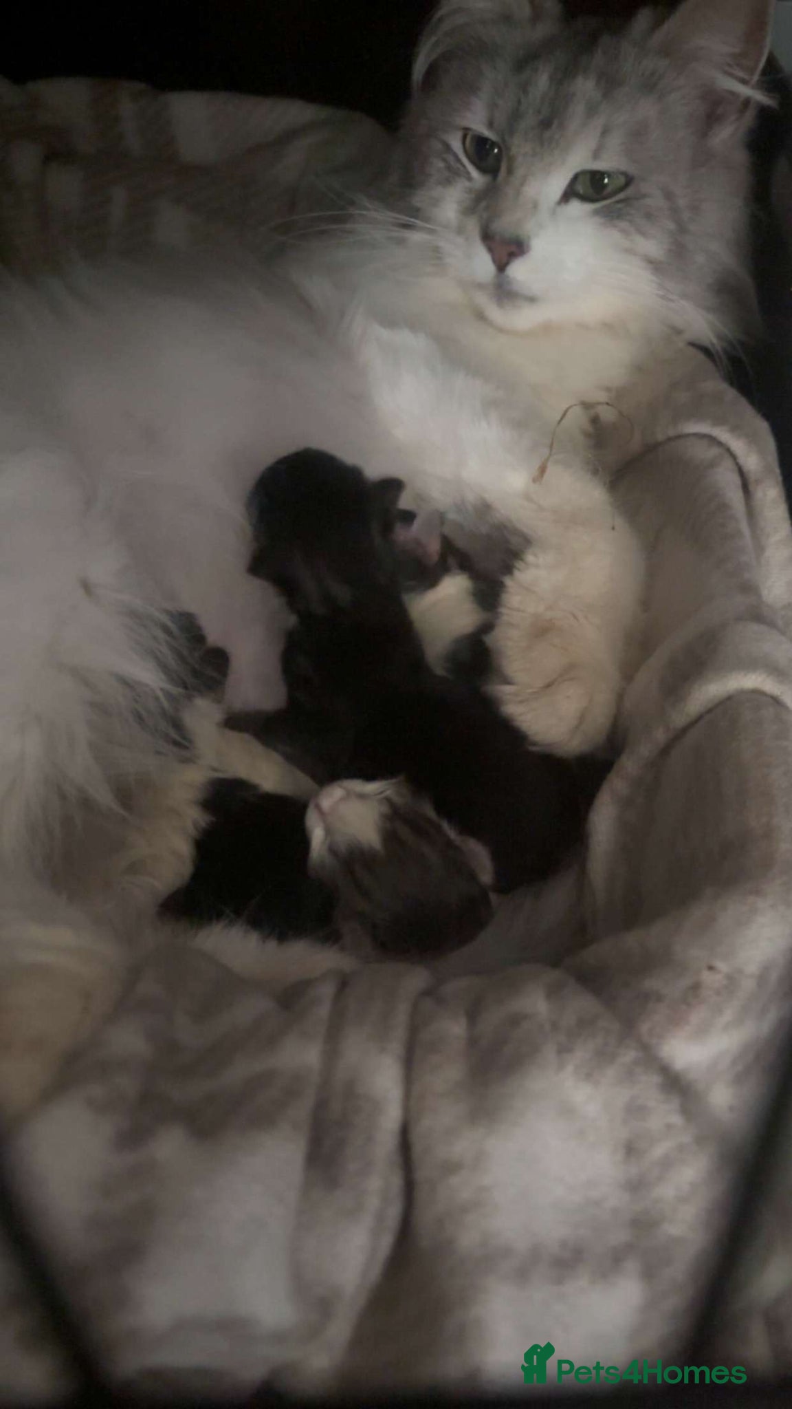 Mixed Breed cats for sale: Norwegian Forest x kittens - Advert 20