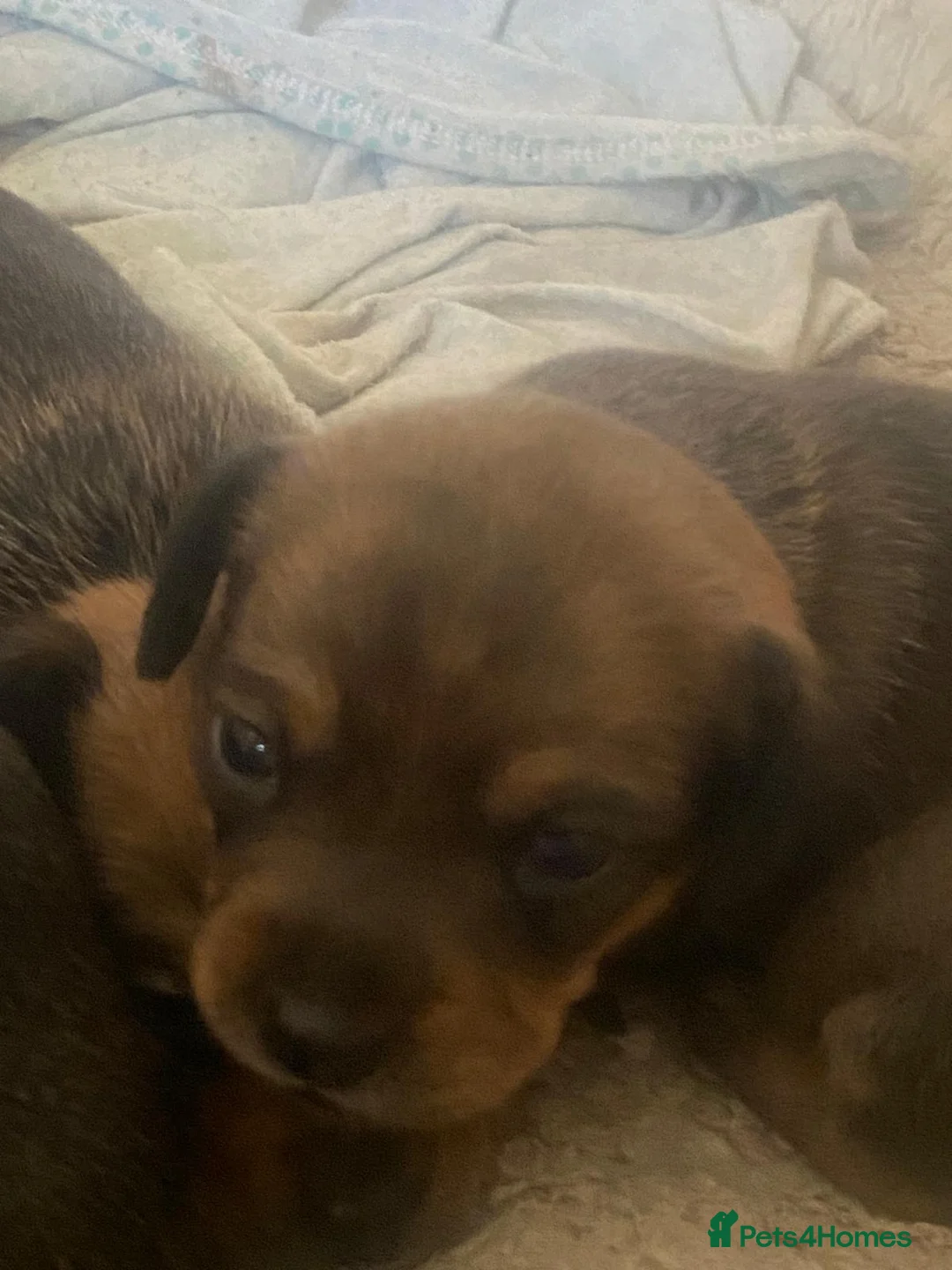 Mixed Breed dogs for sale: Beautiful chiweenies  - Advert 5