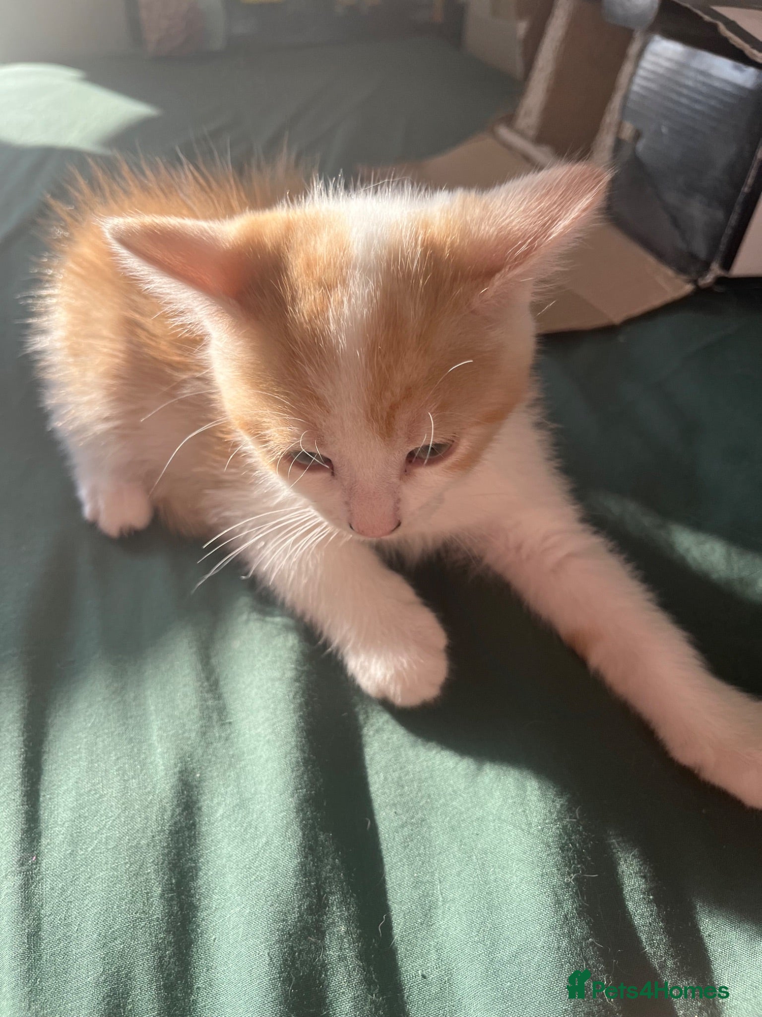 Mixed Breed cats Little ginger - Advert 3