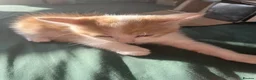 Mixed Breed cats for sale: Little ginger - Advert 1