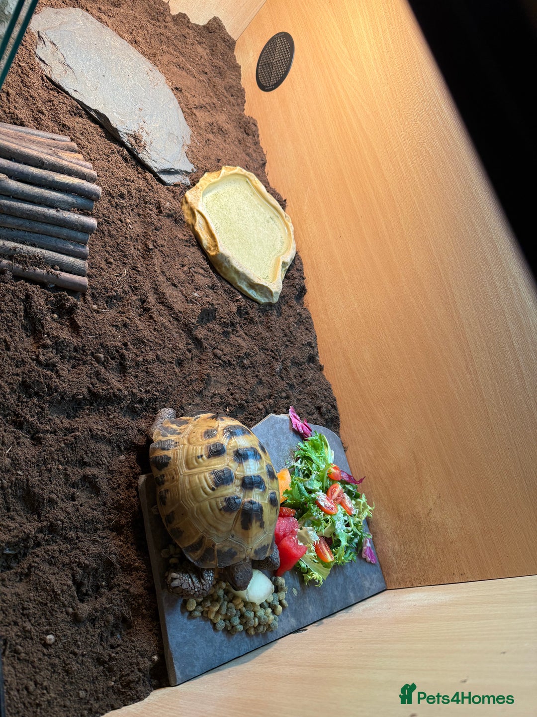 Tortoise reptiles for sale: Male Horsefield tortoise  - Image 3