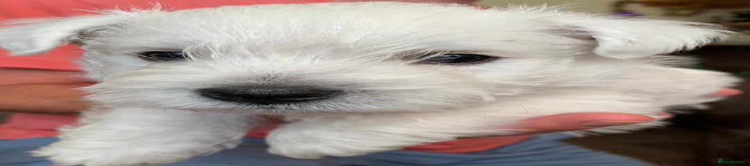 West Highland Terrier Puppy 6