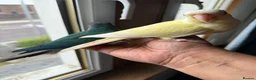 Conures birds for sale: Green check conures tamed - Advert 10