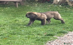 Caucasian Shepherd Dog dogs for sale: Beautiful girls of Caucasian Shepard  - Image 3