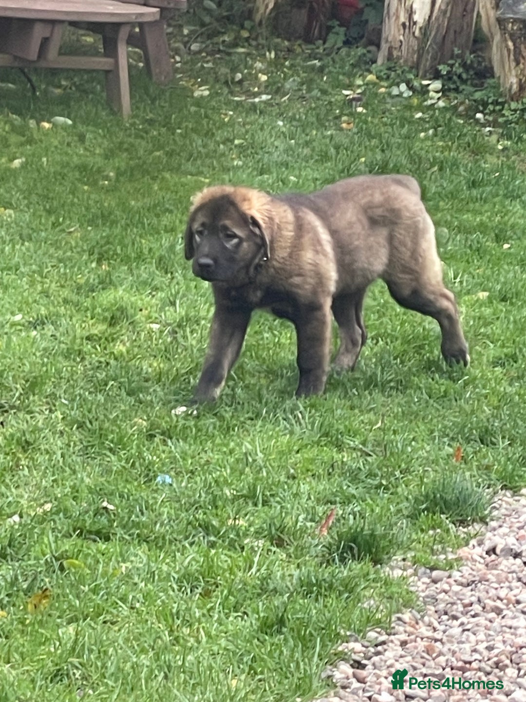 Caucasian Shepherd Dog dogs for sale: Beautiful girls of Caucasian Shepard  - Image 3