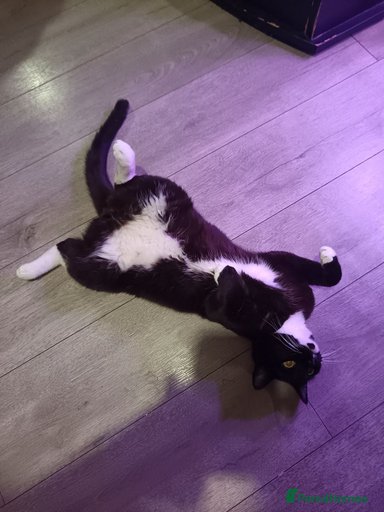 Mixed Breed cats Tuxedo British short hair & brown tabby ragdoll  - Advert 21