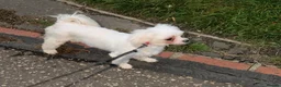 Maltese dogs for sale: Healthy 6year old female looking for a lovely home - Advert 13