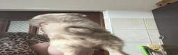 Chihuahua dogs for sale: Chihuahua boy lilac marble with blue eyes  - Advert 11