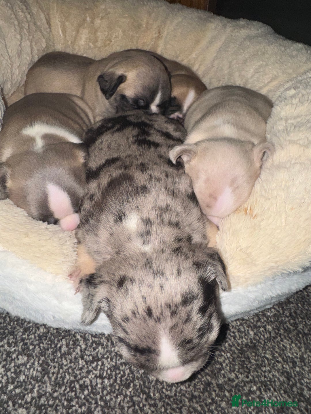 French Bulldog dogs for sale: DWKC Registered Puppies – Health Tested  - Advert 14