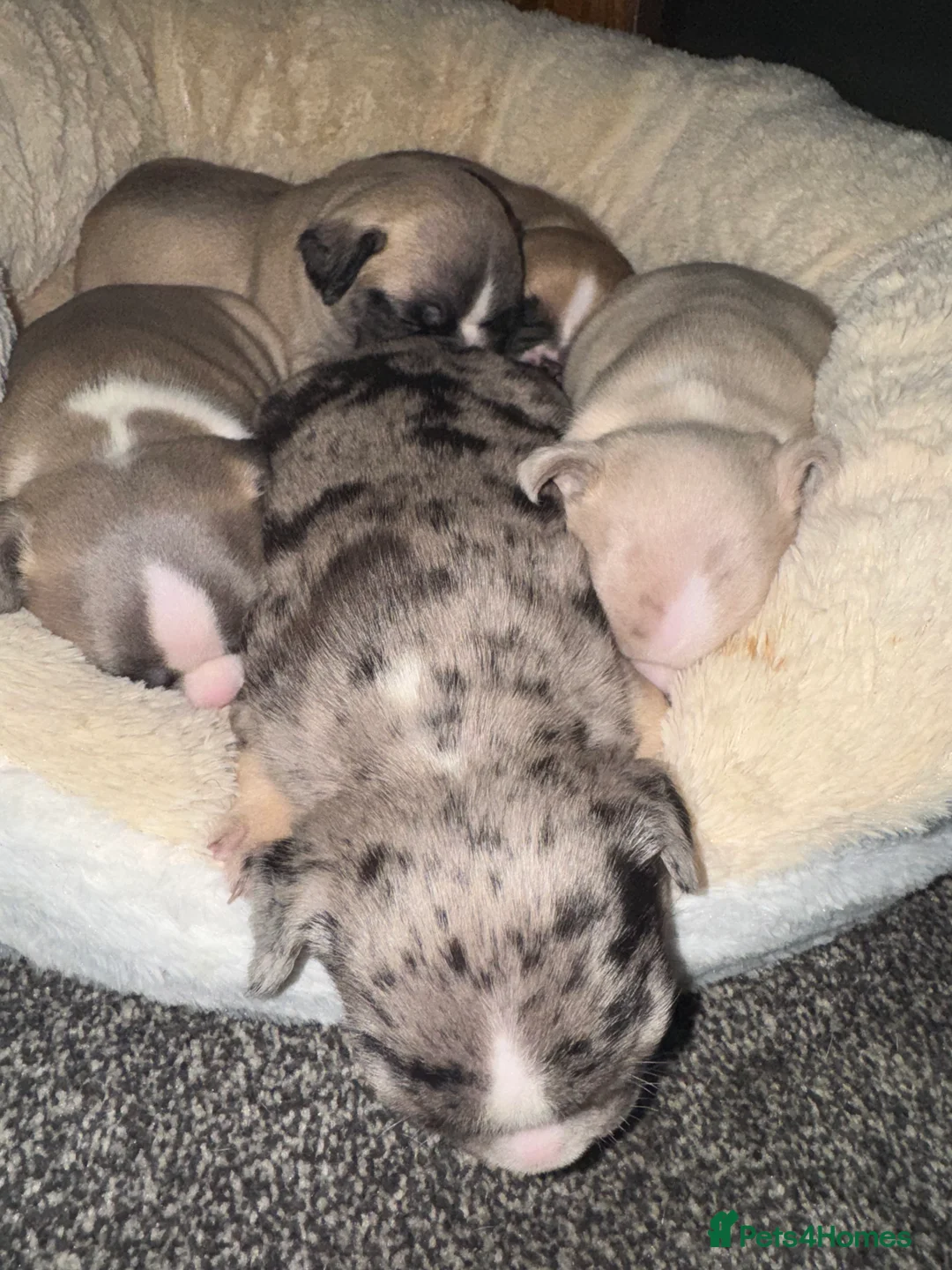 French Bulldog dogs for sale: DWKC Registered Puppies – Health Tested  - Advert 7