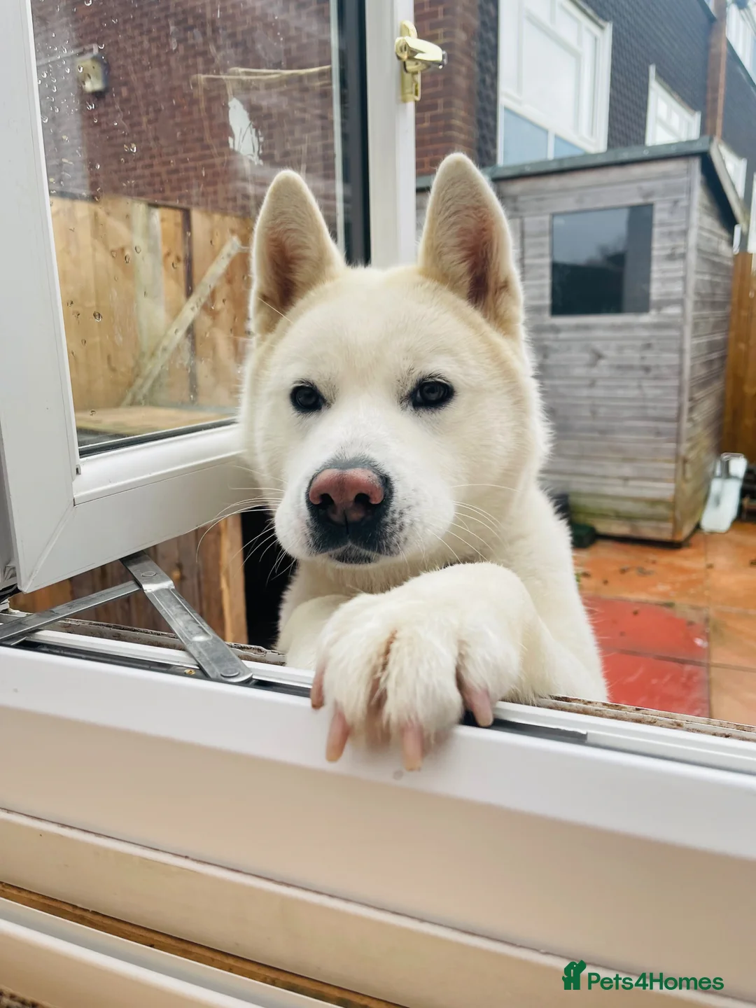 Japanese Akita Inu dogs for sale: LEO IS UP FOR SALE  in Tipton - Advert 1