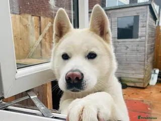 Japanese Akita Inu dogs LEO IS UP FOR SALE - Advert 1