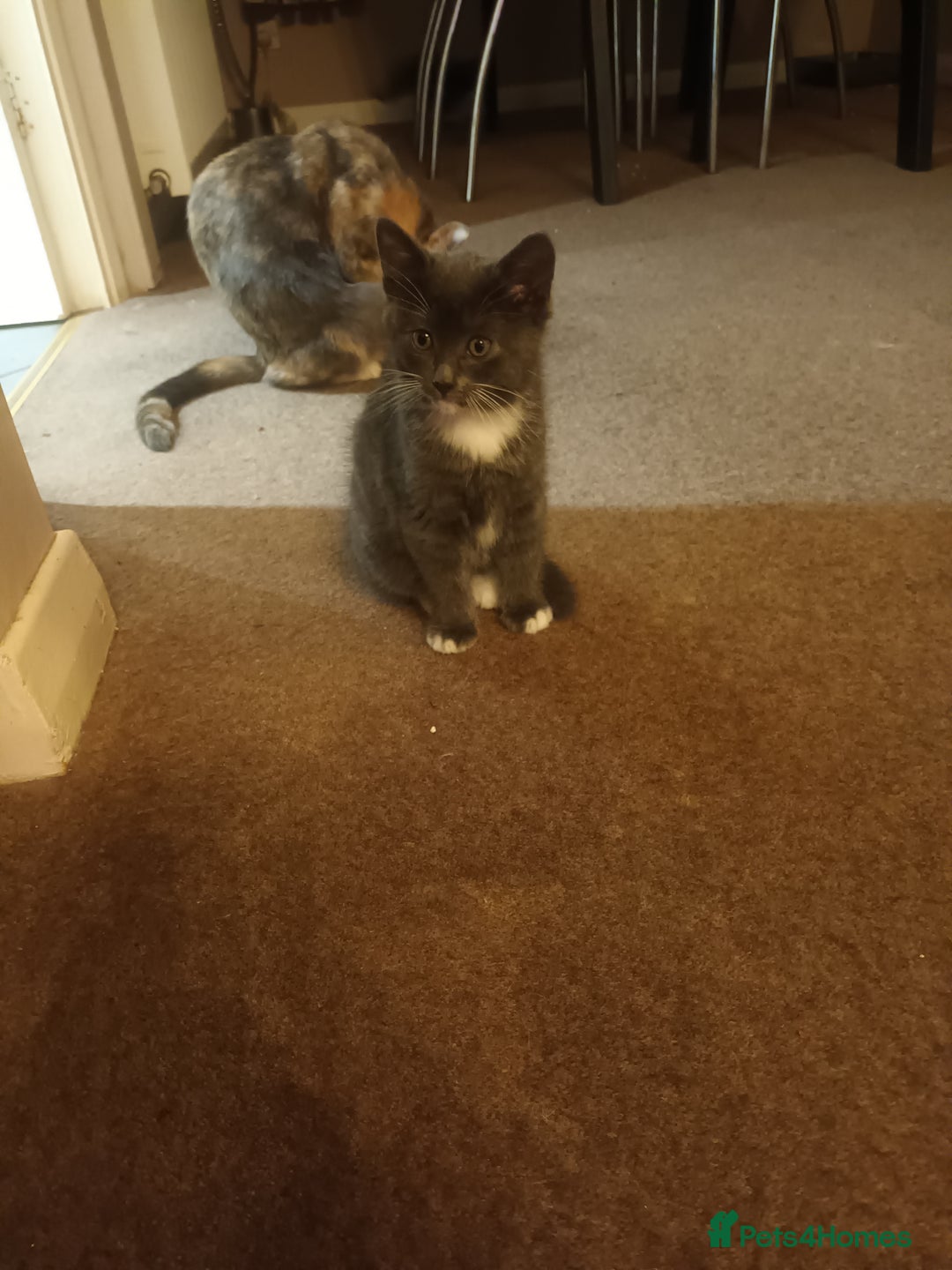 Domestic Shorthair cats for sale: Kittens  - Image 11