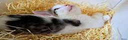 Mixed Breed cats for sale: Adorable & Extremely Affectionate Male Kittens - Advert 8