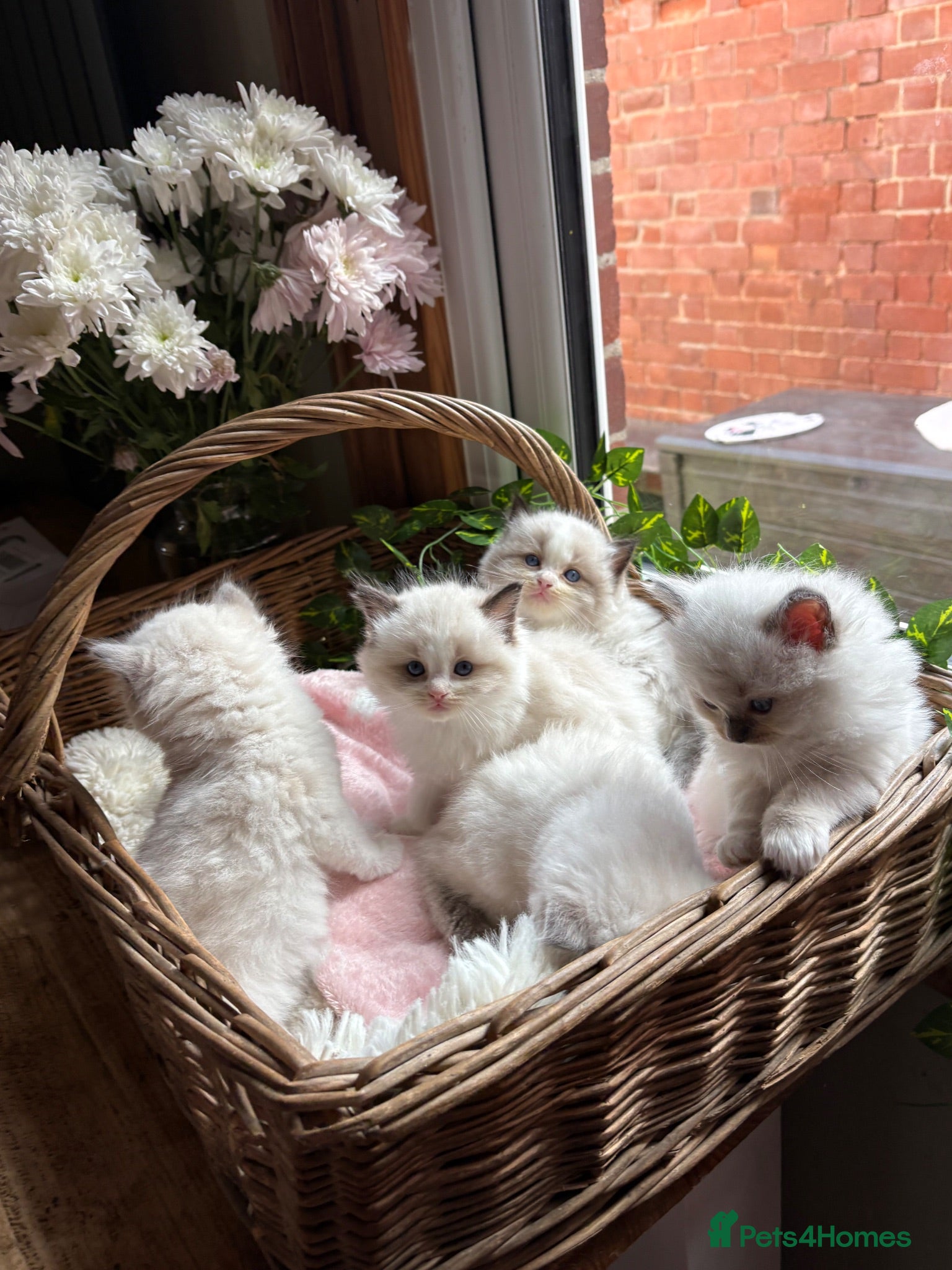 Ragdoll cats ✨🏆Pedigree, health checked. Ragdoll Kittens ✨🏆 - Advert 2