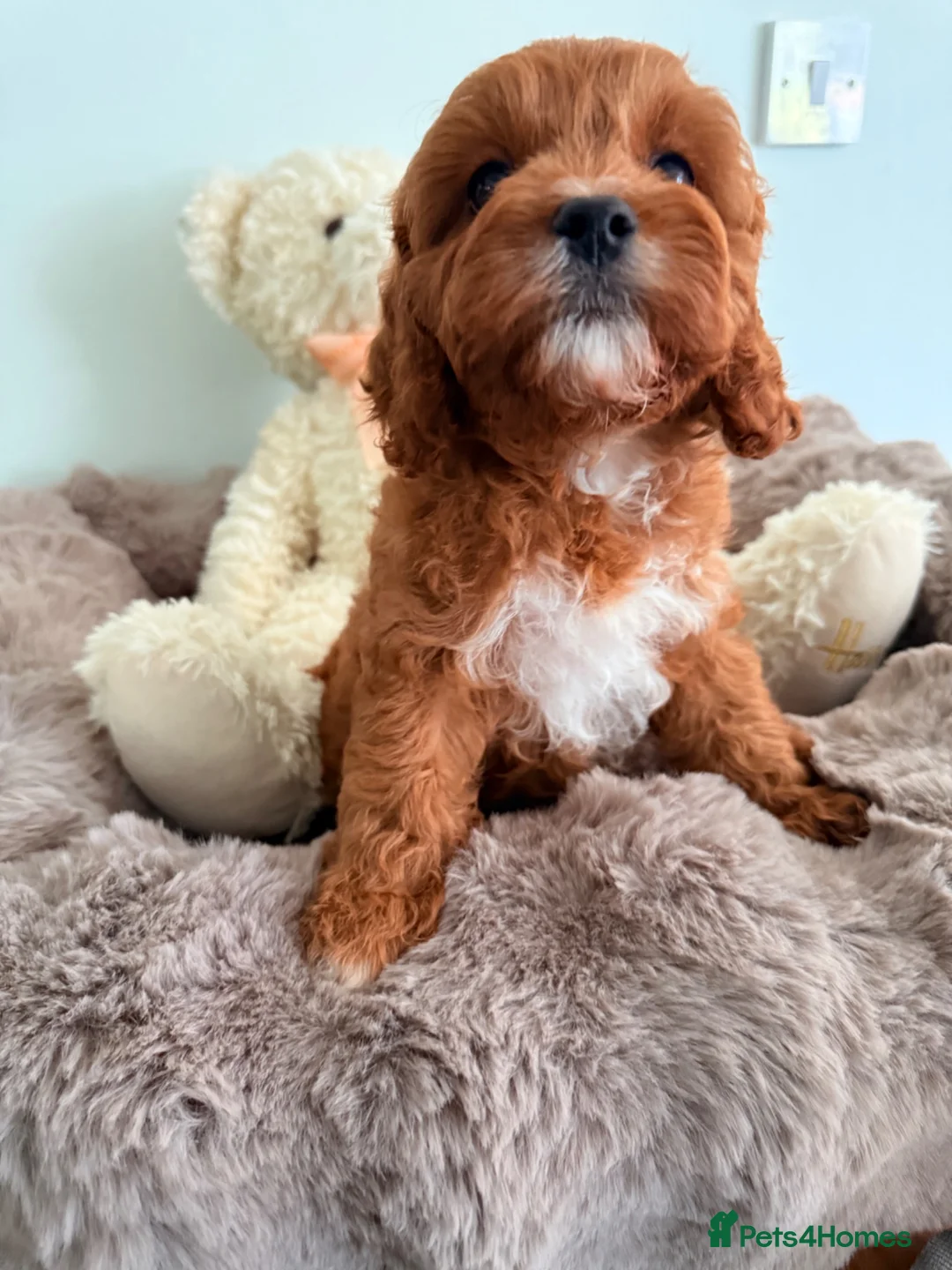 Cavapoo dogs for sale: F1, Full DNA tested & health checked clear parents - Advert 14
