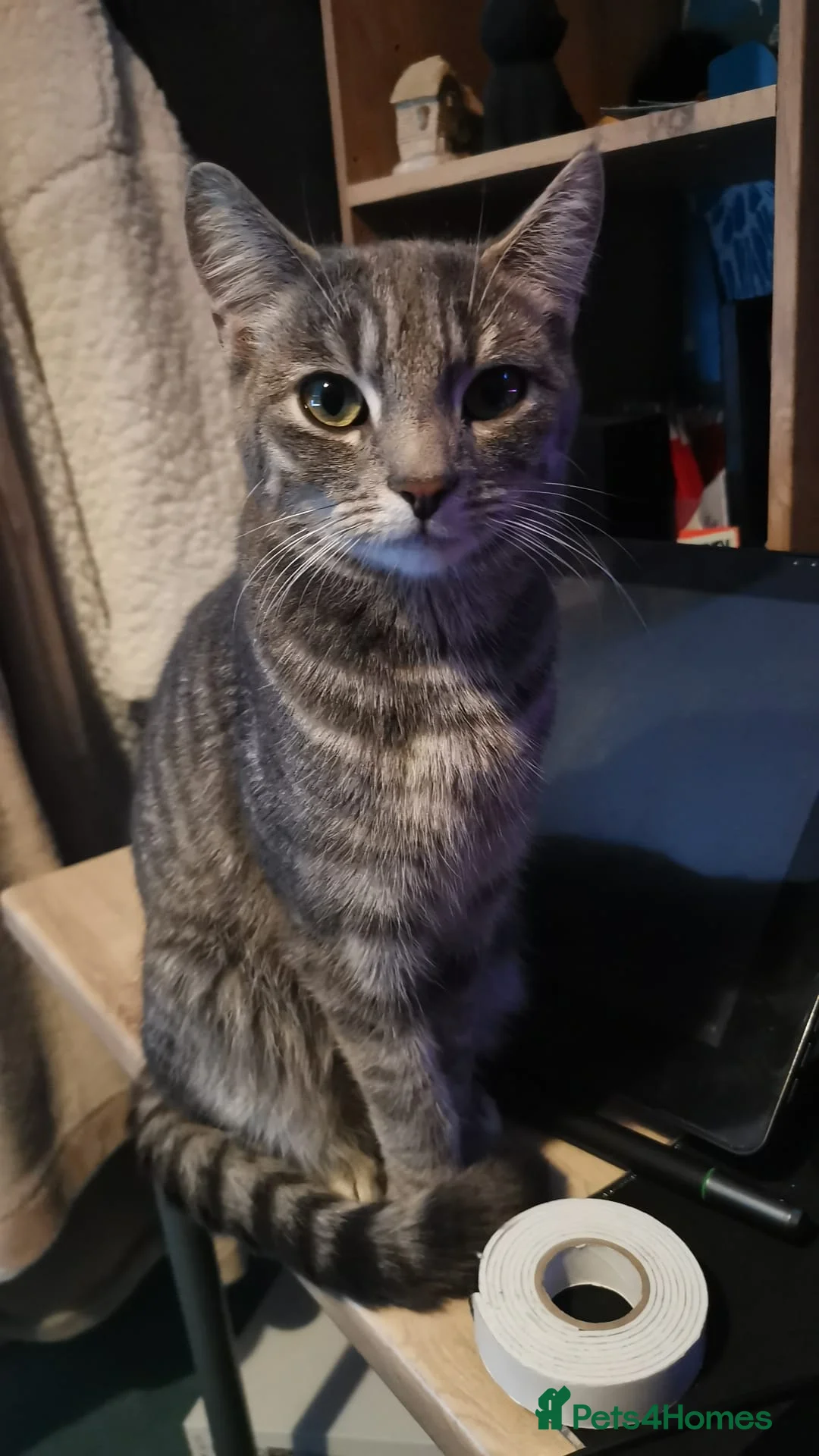 Domestic Shorthair cats for sale: 3 beautiful kittens - Advert 5